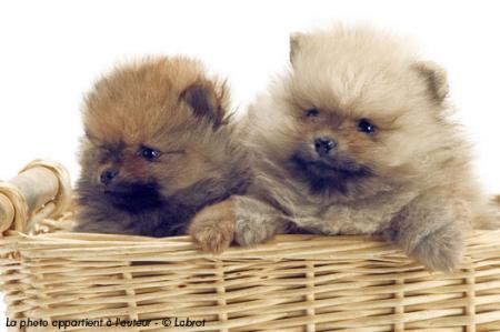 les chiens qui sont trop mimi !!!!!!!!!!!!!!!!!!!!!!!!